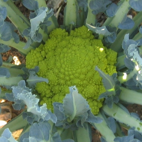Sementi di Broccolo verde PRECOCE d'Albenga