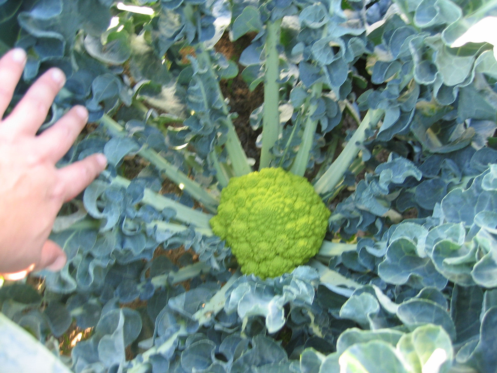 Sementi di Broccolo verde TARDIVO d'Albenga