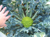 Sementi di Broccolo verde TARDIVO d'Albenga