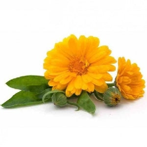 I benefici della calendula nell'orto