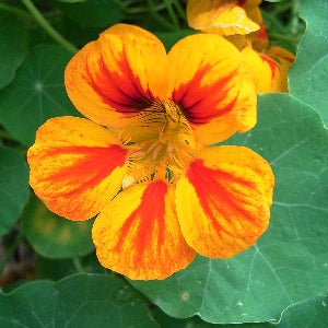 Les bienfaits de la capucine au jardin