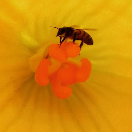 Pourquoi les abeilles sont si importantes pour notre survie