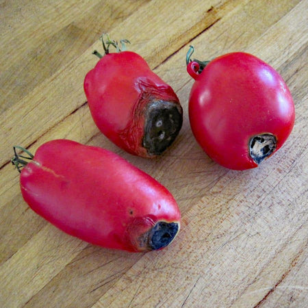 Carence en calcium et pourriture apicale des tomates