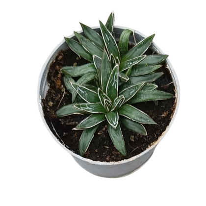 Agave Regina Vittoria vaso 14 cm