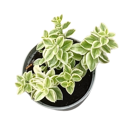 Aptenia cordifoglia vaso 14 cm