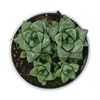 Haworthia cymbiformis vaso 14 cm
