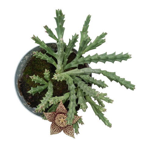 Ceropegia mixta (stapelia) pot 14 cm