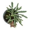 Ceropegia mixta (stapelia) pot 14 cm