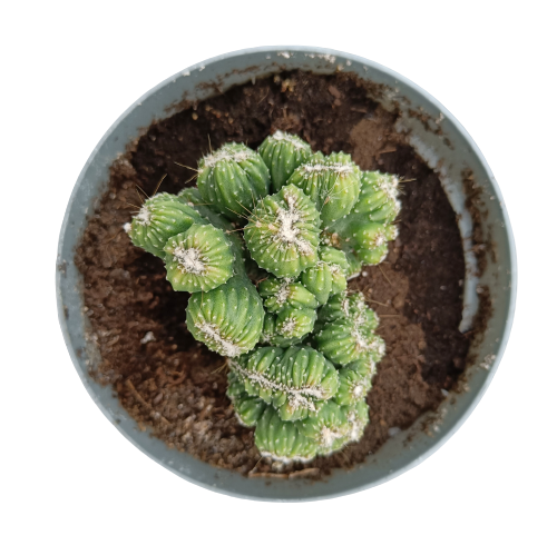 Pot Cactus Aztèque 14 cm