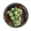 Pot Cactus Aztèque 14 cm