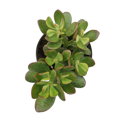 Albero di giada (crassula) vaso 14 cm
