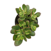 Pot arbre de jade (crassula) 14 cm