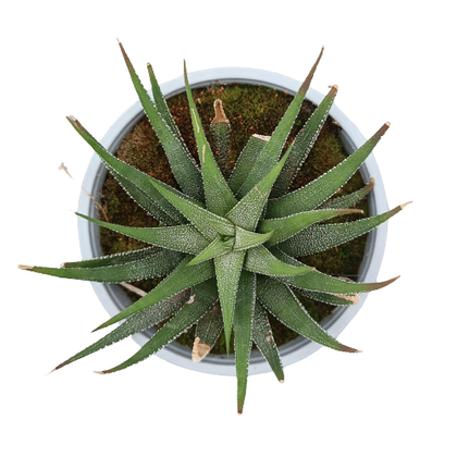 Pianta zebra vaso 14 cm