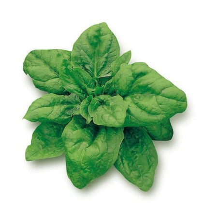 12 Piante di spinacio bolloso