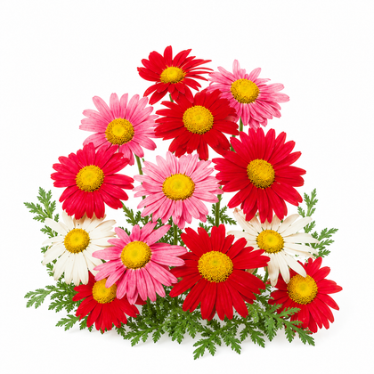 Pianta di Piretro – Tanacetum cinerariifolium