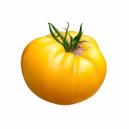 Plant de tomate cerise jaune en pot