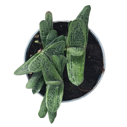 Gasteria little warty vaso 14 cm