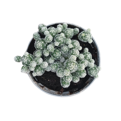 Mammillaria ditale vaso 14 cm