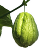 Plante de chayotte ou christophine