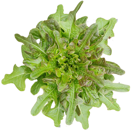 12 Piante di lattuga barba del frate rossa