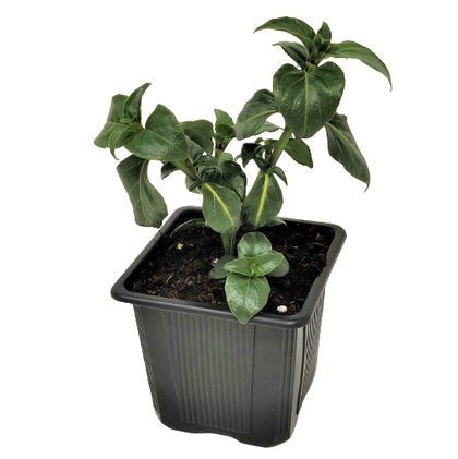 Pianta di erba fungo (rungia) vaso