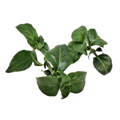 Pianta di erba fungo (rungia) vaso