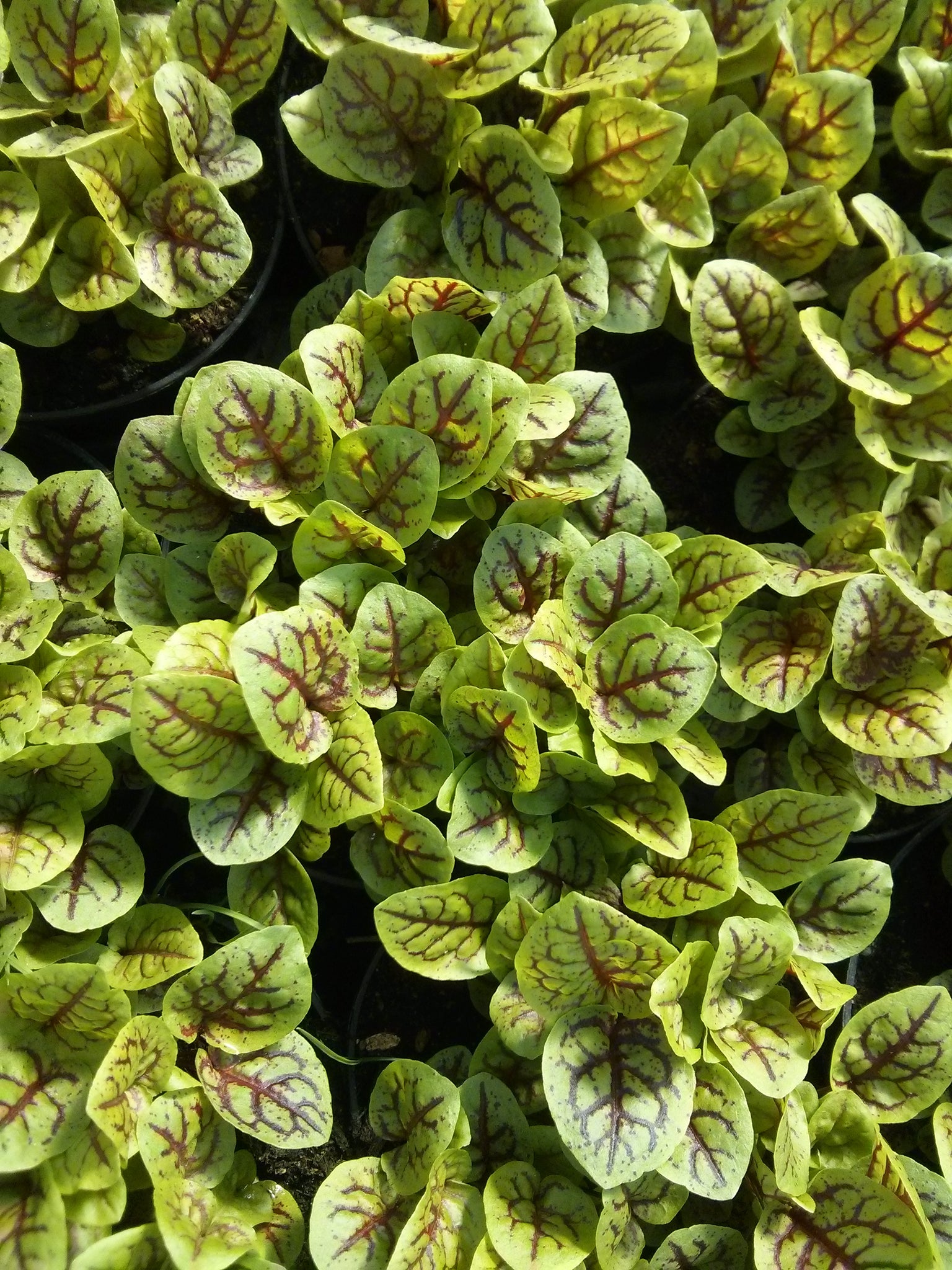 Pianta di Acetosa rossa