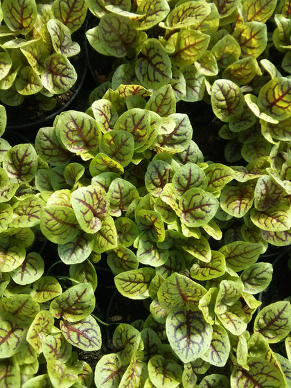 Pianta di Acetosa rossa