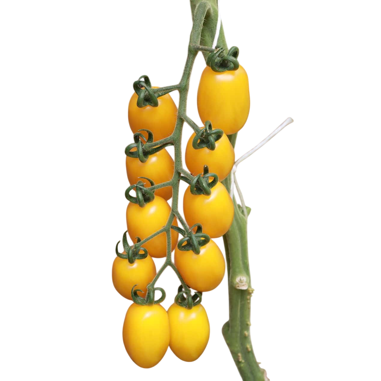 Pianta innestata di Pomodoro datterino giallo