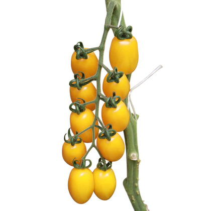 Pianta innestata di Pomodoro datterino giallo