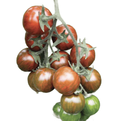 Pianta innestata di Pomodoro ciliegino tigrato