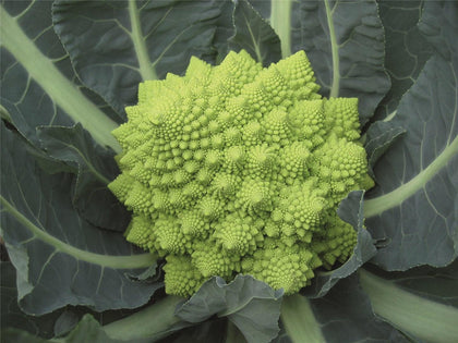 6 Piante di cavolfiore romanesco white gold
