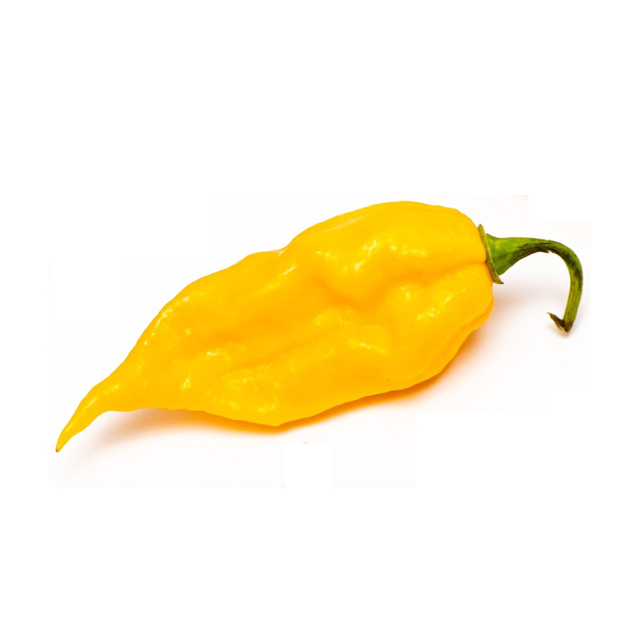 Pianta di Peperoncino Fatalii yellow