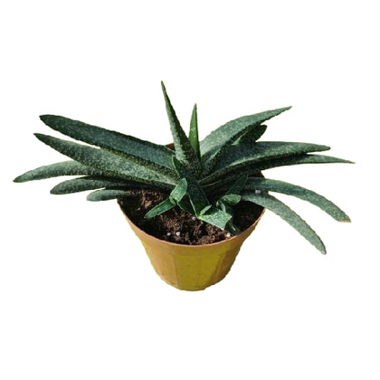 Gasteria acinacifolia vaso 14 cm