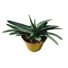 Gasteria acinacifolia vaso 14 cm