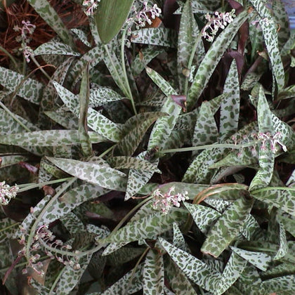 Scilla violacea vaso 14 cm