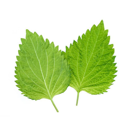 Pianta di Shiso (Perilla) in vaso