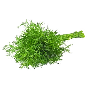 Pianta di Aneto verde in vaso