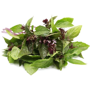 Pianta di Basilico alla cannella