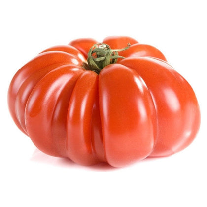 Pianta di Pomodoro gigante costoluto in vaso