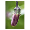 Mini cache-pot d'aubergines longues Slim Jim