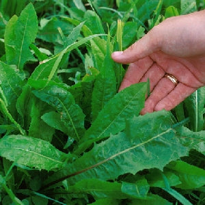 Pianta di Cicoria selvatica da campo vaso