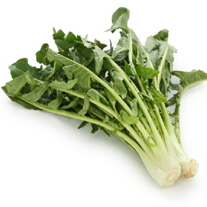 Pianta di Cicoria selvatica da campo vaso