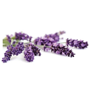 Pianta di Lavanda comune vaso