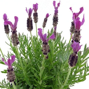 Pianta di Lavanda selvatica o stoechas