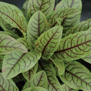 Pianta di Romice sanguineo in vaso