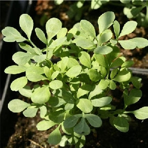 Pianta di Ruta (graveolens) in vaso