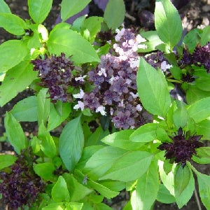 Pianta di Basilico "Magical Michael"