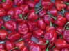 Usine de poivron rouge des Caraïbes Habanero