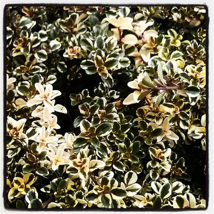 Pianta di Timo 'Foxley' in vaso